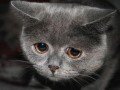 психологический тест